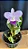 Lc. Mini Purple Coerulea 'Suzuki' 2 - Botao - Imagem 1