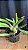 Lc. Mini Purple Coerulea 'Suzuki' 2 - Botao - Imagem 2