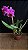 Blc. (Rolf Altenburg x Irene Finney) 1 - Florida + Frente com Espata Floral - Imagem 1