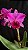 SEMENTEIRA- Blc. (Rolf Altenburg x Irene Finney) 2 - 2 Espatas Florais - Imagem 1