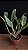 SEMENTEIRA- Blc. (Rolf Altenburg x Irene Finney) 3 - 3 Espatas Florais - Imagem 2