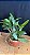 CAttleya Tropical Pointer 'Cheetah' 1 - Vaso Super Cheio - Imagem 2