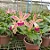CAttleya Tropical Pointer 'Cheetah' 1 - Vaso Super Cheio - Imagem 1