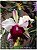 Blc. Ann Cleo 'Laina' - Botao - Imagem 1