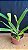 Cattleya Burdekin Bride 'Wenzel' 1- - 2 Frentes com Botoes - Imagem 2
