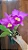 Pot. Hsinying Pink Doll 1 - 2 Frentes com Botoes + Vaso Cheio - Imagem 1