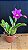 Pot. Hsinying Pink Doll 2 - 2 Flores - Imagem 1
