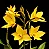 Iwanagara Appleblossom 'Golden Elf' 2 - Haste Floral - Imagem 1