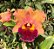 Blc. Mirian Suzuki 'Rotunda' 1 - Espata Floral + Vaso Cheio - Imagem 1