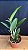Blc. Red Gold 1 - Espata Floral - Imagem 2