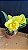 Blc. Moon Star 1 - 3 Flores - Imagem 1