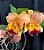 Blc. (Chyong Guu Chaffinch x Queen of Carnival) 2 - Botao + Super Cheia - Imagem 1