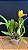 Blc. Mirian Suzuki 'Sunset' - Florida + Frente com Espata (Vaso Cheio( - Imagem 2