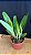 Pot. Little Toshie H&R 1 - Botoes + Espata Floral + Brotacao - Imagem 2