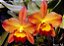 Pot. Little Toshie H&R 1 - Botoes + Espata Floral + Brotacao - Imagem 1