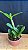Pot. Burana Beauty 'Burana' - Cacho de Botoes - Imagem 2