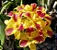 Pot. Burana Beauty 'Burana' - Cacho de Botoes - Imagem 1