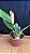 Cattleya Amy Wakasugi 'Yamanashi' 1 - 2 Botoes - Imagem 2
