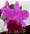 Cattleya Amy Wakasugi 'Yamanashi' 3 - Botoes - Imagem 1