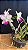 Cattleya Walkeriana Semi-Alba Tokutsu - 4 Flores Flameadas - Imagem 1