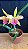 Blc. (Amazing Thailand x Maikai Mayumi) 1 - 2 Flores (Amarela Top) - Imagem 1