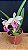 Blc. (Amazing Thailand x Maikai Mayumi) 2 - 2 Flores (Creme com Rosa) - Imagem 1