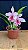Blc. (Amazing Thailand x Maikai Mayumi) 4 - Florida (Fofa) - Imagem 1