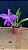 Laelia (Pumitans x Jongheana) - Florida - Imagem 1
