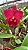 Blc. Mirian Suzuki 'Red' - Botao + Vaso Cheio - Imagem 1