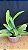 Cattleya Maxima 1 - Vegetal - Imagem 2