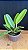 Cattleya Maxima 3 - Vegetal - Imagem 2
