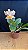 Cattleya (Loddigesii x Tropical Sunset) 1 - Cor Diferente + Vaso Cheio - Imagem 1