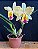 Cattleya (Loddigesii x Tropical Sunset) 2 - Cor Diferente - Imagem 1