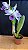 Cattleya C. G. Roebling Coerulea 4 - Florida (Top) - Imagem 1