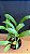 Epc. Siam Jade 'AVO' 3 - Botoes - Imagem 2