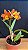 Blc. Pokai Tangerine - Primeira Floracao - Imagem 1