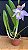 Bc. (Pastoral Innocence x Maikai Mayumi) - Florida* - Imagem 1