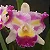 Cattleya (Colorama x Irene Finney) - 2 Frentes com Botoes - Imagem 1