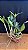 Cattleya Loddigesii (Flamea x Redonda) 1 - Varias Frentes - Imagem 2