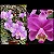 Cattleya Loddigesii (Flamea x Redonda) 2 - Varias Frentes - Imagem 1