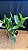 Cattleya Loddigesii (Flamea x Redonda) 2 - Varias Frentes - Imagem 2