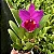 Blc. Herons Roon 'Grapeland' - Espata Floral + Super Cheio - Imagem 1