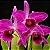Laelia Purpurata Sanguinea - Espata Floral + 2 Brotacoes - Imagem 1