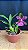 Miltonia Brasileira Hybrid 1 - Imagem 1