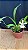 Miltonia Brasileira Hybrid 2 - Imagem 1