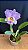 Bc. (Pastoral x Turandot Guaxupe) 1 - Florida - Imagem 1
