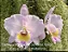Cattleya Trianae Concolor 'Orion' 2 - 2 Frentes com Botoes - Imagem 1