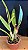 Cattleya Trianae Concolor 'Orion' 2 - 2 Frentes com Botoes - Imagem 2