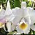 Cattleya Trianae Alba - 2 Espatas Florais - Imagem 1