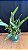 Cattleya Canhamiana Coerulea 'Azure Sky' 2 - Vaso Cheio - Imagem 2